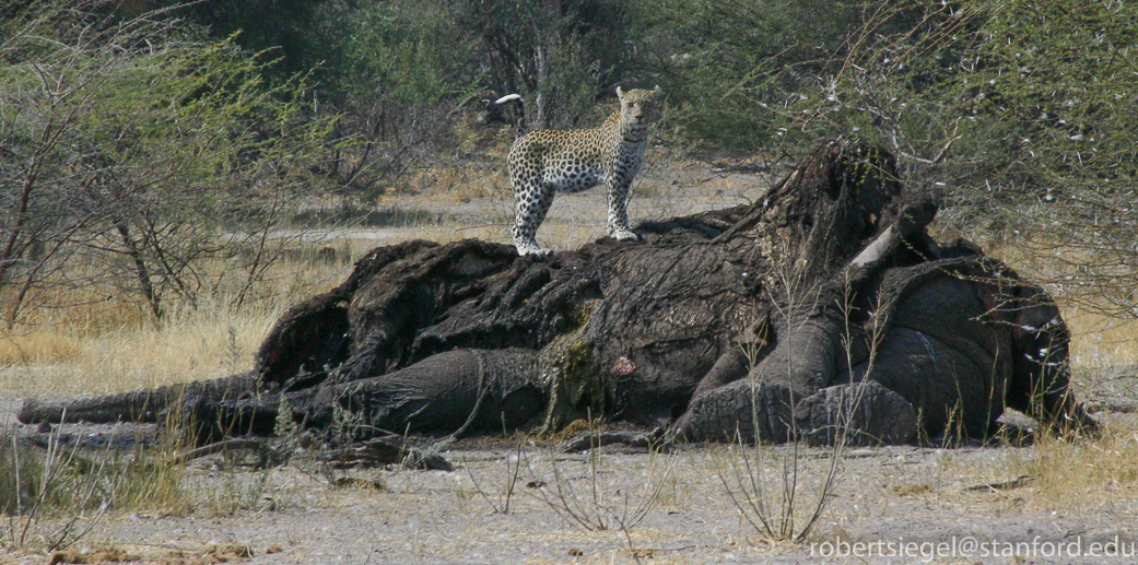 leopard on elephant